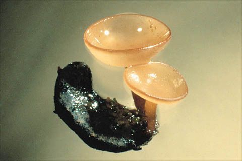 Sclerotia germinating in fungal tissue